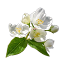 Jasmine